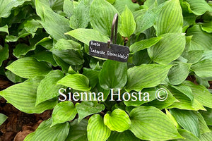 Hosta Lakeside Storm Watch'