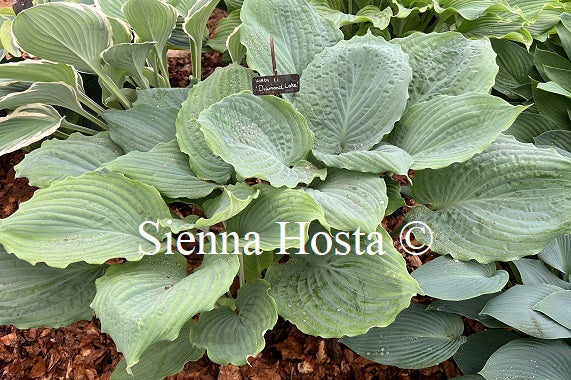 Hosta 'Diamond Lake'