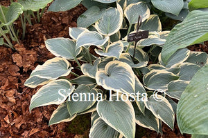 Hosta 'El Nino'