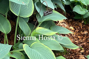 Hosta 'Snow Bunting'