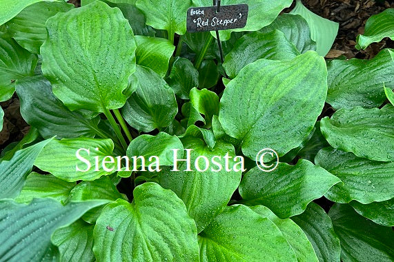 Hosta 'Red Stepper'