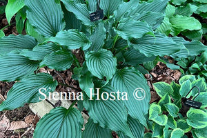 Hosta 'Jaws'