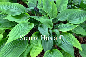 Hosta 'Black Light'