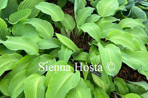 Hosta 'Funky Monkey'