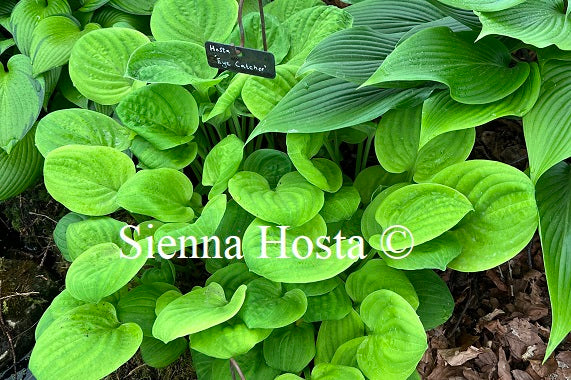 Hosta 'Eye Catcher'