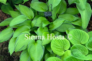 Hosta 'June Fever'