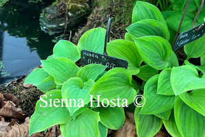 Hosta 'Ilicit Affair'