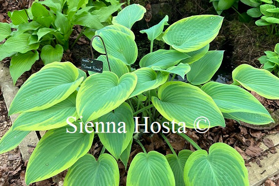 Hosta 'Good Times'