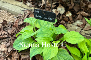 Hosta 'Golden Needles'