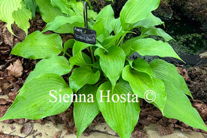 Hosta 'Citric Star'