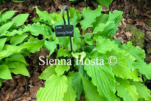 Hosta 'Unruly Child'