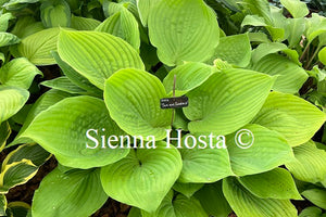 Hosta 'Sum and Substance'