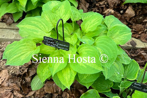 Hosta 'Silver Threads and Golden Needles'