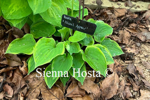 Hosta 'Ilicit Affair'