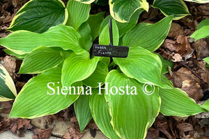 Hosta 'Fiesta'