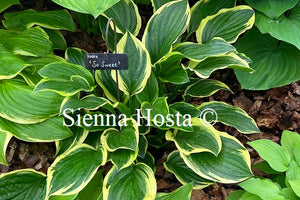 Hosta 'So Sweet'