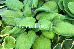 Hosta 'Stained Glass'