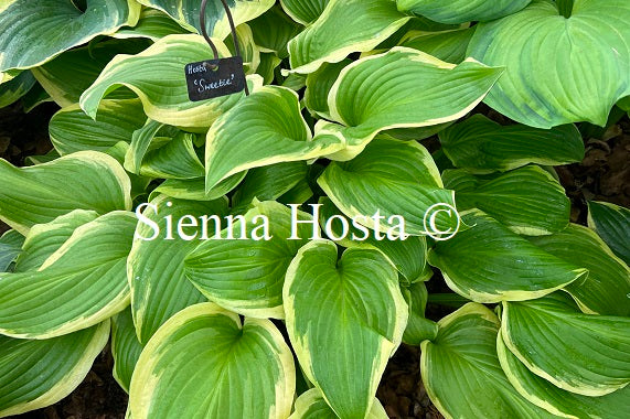 Hosta 'Sweetie'