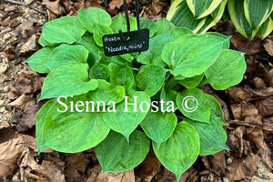 Hosta 'Needlepoint'