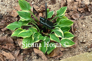 Hosta 'Baby Booties'