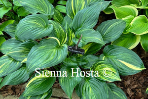 Hosta 'The Sweetest Thing'