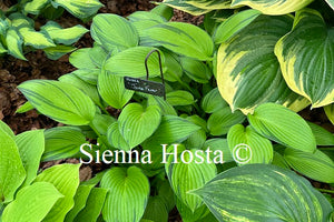 Hosta 'June Fever'