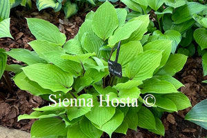 Hosta 'Fire Island'