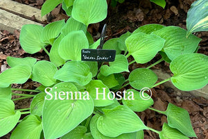 Hosta 'Golden Spider'