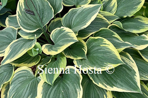 Hosta 'Mardi Gras'