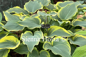 Hosta 'Arc de Triomphe'