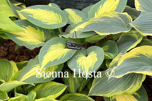 Hosta 'Forbidden Fruit'