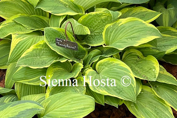 Hosta 'Randy Rachel'