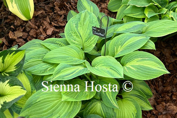 Hosta 'Julie Morss'