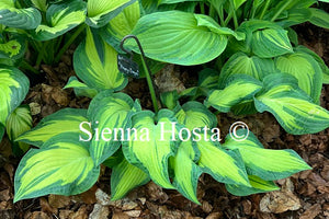 Hosta 'Happy Dayz'