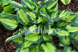 Hosta 'Whirlwind'