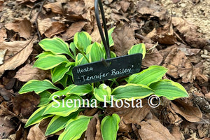 Hosta 'Jennifer Bailey'