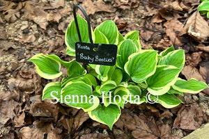 Hosta 'Baby Booties'