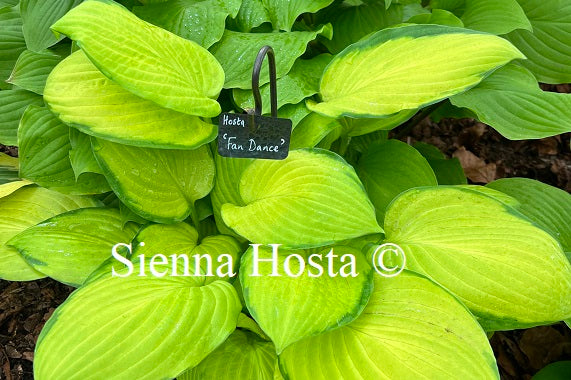 Hosta 'Fan Dance'