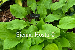 Hosta 'Fruit Punch'