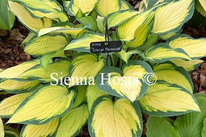 Hosta 'Orange Marmalade'