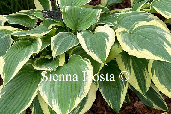 Hosta 'Antioch'