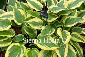 Hosta 'Bob Olson'