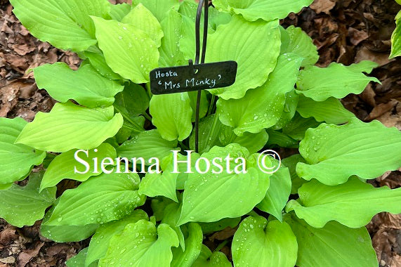 Hosta 'Mrs Minky'