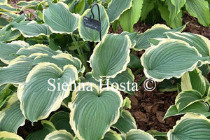 Hosta 'Spring Fling'