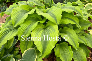 Hosta 'One Last Dance'