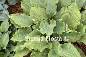 Hosta 'Komodo Dragon'