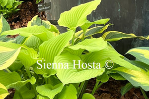 Hosta 'Coast to Coast'