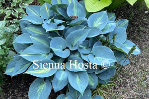 Hosta 'Dinner Jacket'