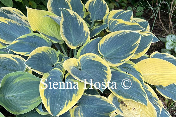 Hosta 'First Frost'