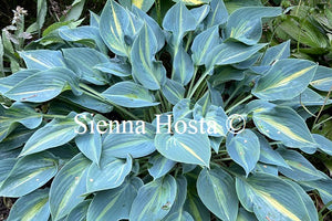 Hosta 'Stand By Me'